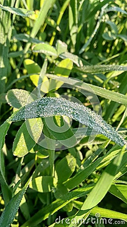 Dew on grass in morning Stock Photo